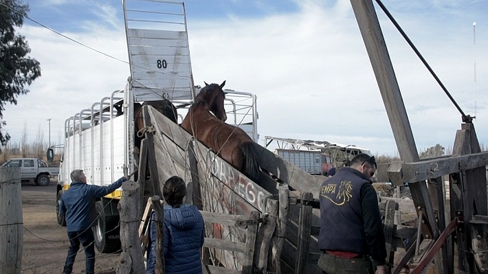 Trasladaron a Maipú a los cuatro equinos que se salvaron de terminar faenados