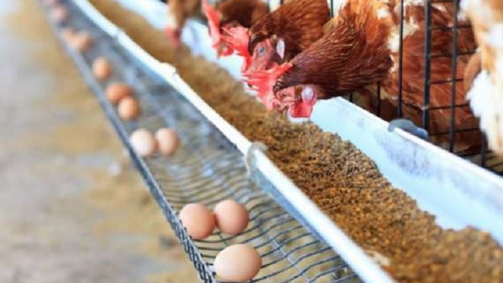 Aumentó el precio de los huevos y el motivo: el incremento del costo del alimento balanceado