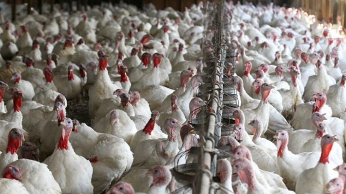Emergencia por gripe aviar en Mendoza: los principales mitos en torno a esta enfermedad.