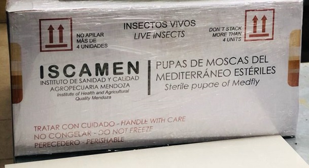 Mendoza reinicia exportación de pupas esterilizadas de moscas del Mediterráneo a Chile