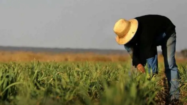 Trabajadores del ajo y la cebolla de Mendoza cobrarán $17.000 por día