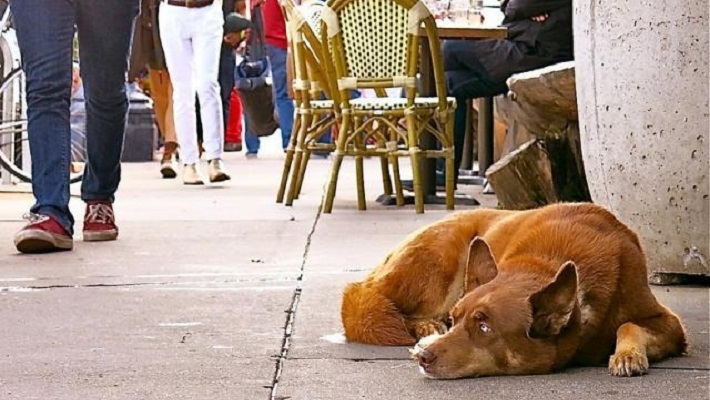 El proyecto del PJ para "subsidiar" la adopción de perros callejeros en Mendoza