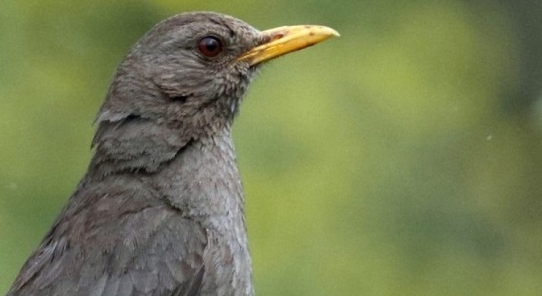 Jóvenes de Mendoza tienen cada vez más interés en conocer y proteger a las aves