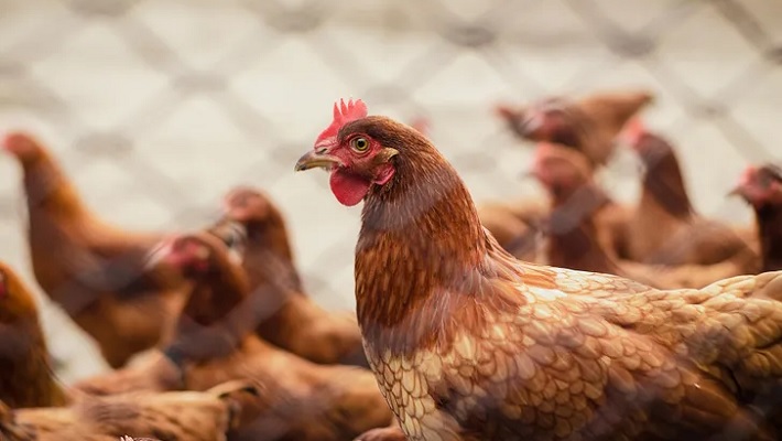 Gripe aviar: mueren más de 200.000 gallinas y hay casos en 10 provincias