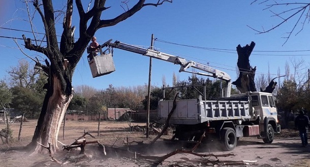 Defensa Civil inició operativo de erradicación de árboles en riesgo de caída en distritos