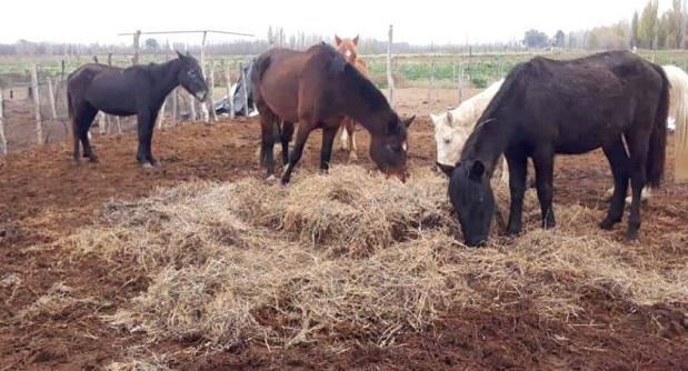 Impondrán sanciones de hasta $500.000 para negocios que vendan carne de caballo