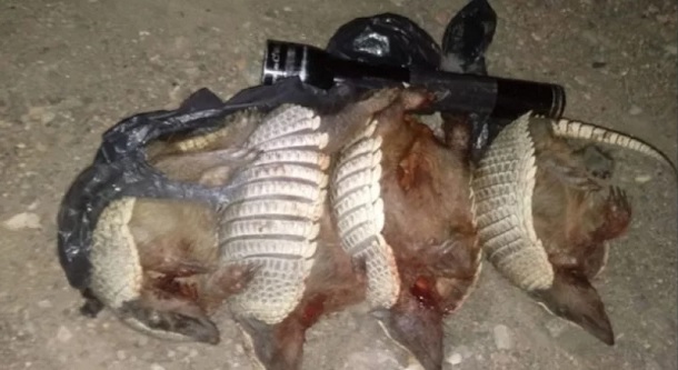 Detienen a 4 personas por cazar fauna silvestre en el Sur
