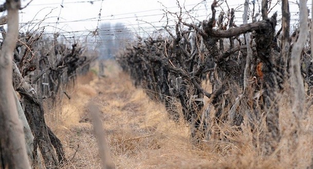 Informe del INV revela que en 11 años Mendoza perdió más de 5.000 hectáreas de viñedos