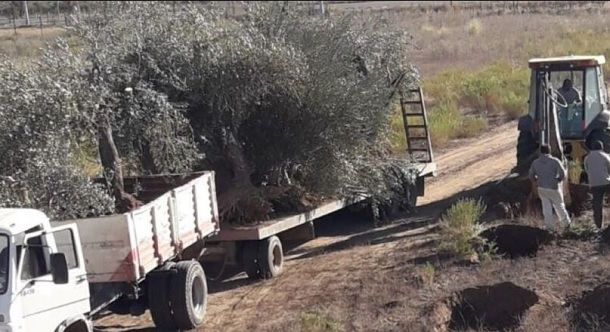 "De 20 mil hectáreas cultivadas, sólo quedan 5 mil": el reclamo de los olivícolas de Mendoza