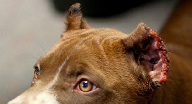 Quieren prohibir en Mendoza la mutilación de mascotas con fines estéticos