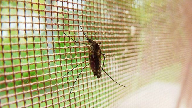 Dengue en Argentina: comenzaron a bajar los casos, salvo en dos provincias