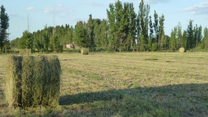 El INTA Rama Caída convoca a una jornada de capacitación sobre producción de alfalfa