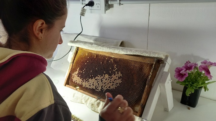 En la escuela Martín Güemes de La Llave, quedó inaugurado un módulo de multiplicación genética de abejas