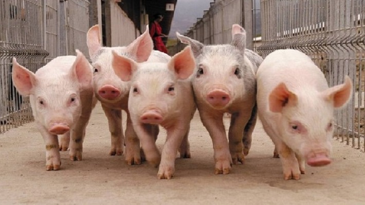 San Rafael aumenta la producción porcina y ocupa los primeros lugares