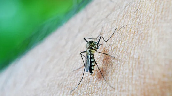 Dengue en Argentina: ya hay 42 muertos y siguen aumentando los casos