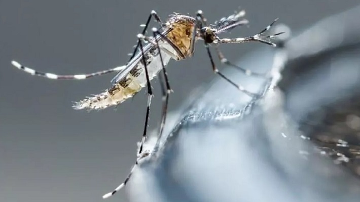 Expertos aseguran que el brote de dengue seguirá hasta mayo