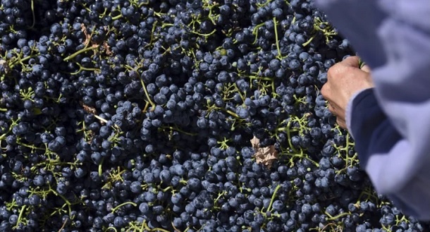 El sector vitivinícola mendocino espera una menor cosecha, pero de excelente calidad