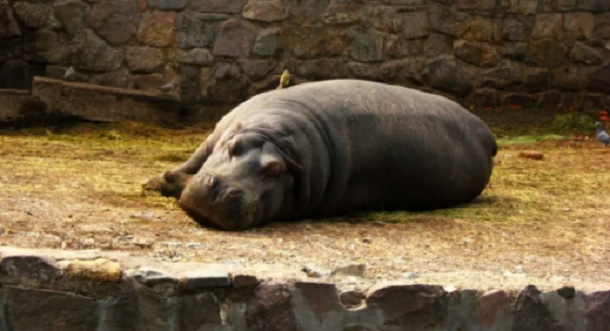 Informe de la necropsia por la muerta de la hipopótamo del Ecoparque