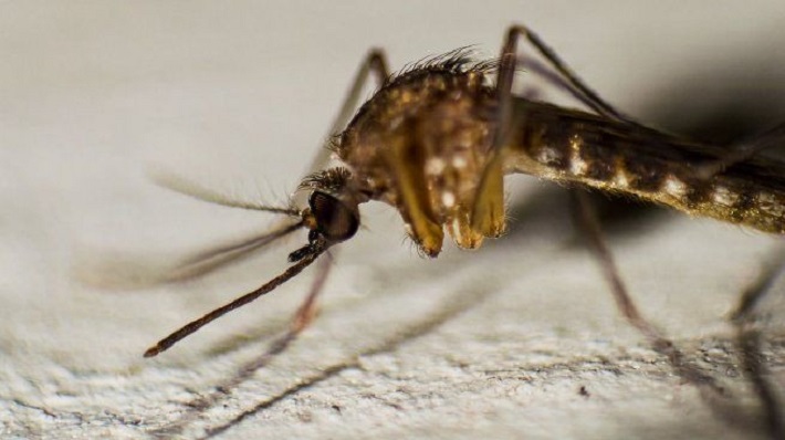 Continúa el brote de dengue en el país y los expertos advierten que el clima podría ser "peligroso"