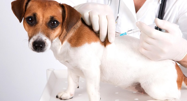 CONTRA LA RABIA: Veterinarios advirtieron sobre la baja vacunación de animales domésticos
