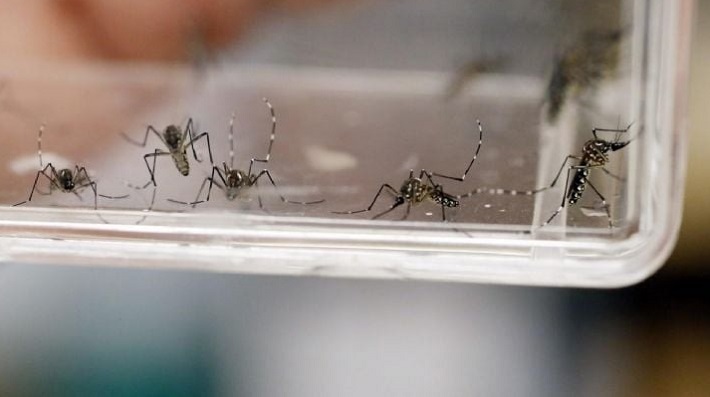 Cuántos son los casos autóctonos de dengue confirmados en Mendoza
