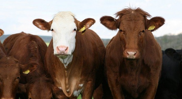 Carne: la Sociedad Rural dice que por las medidas se perdieron u$s1.000 millones